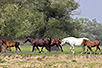 A herd of horses on the Krčedinska Ada (photo: Dragan Bosnić)
